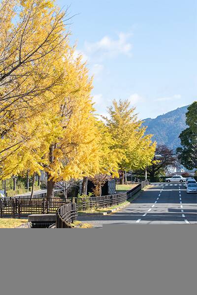 Traditional Machiya, Kita Ward, Kyoto (Registered Heritage, Koyama Shimofusacho) photo 3