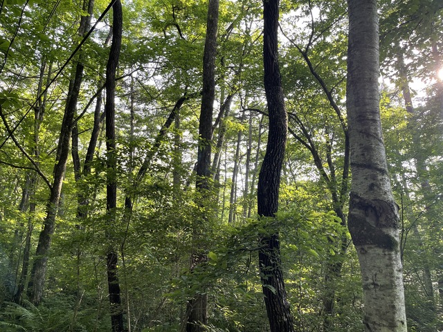 Yagasaki Karuizawa Villa Land, Nagano photo 4