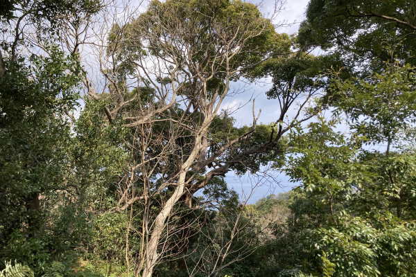Ajiroyama Atami Estate Land / 23372 sqm, Shizuoka photo 6