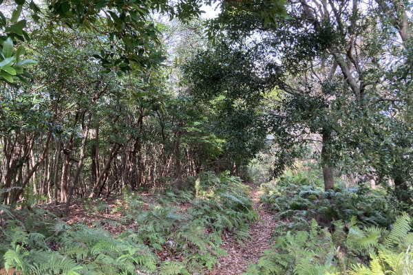 Ajiroyama Atami Estate Land / 23372 sqm, Shizuoka photo 8